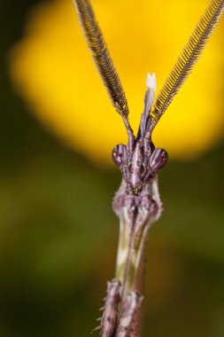 erkek empusa pennata