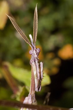 erkek empusa pennata