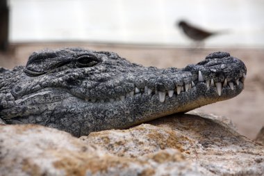 tembel croc