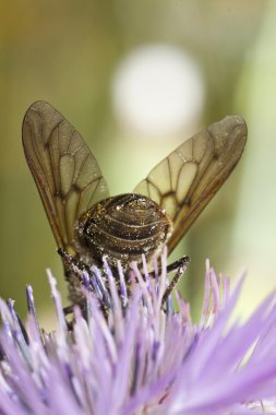 bombylius büyük