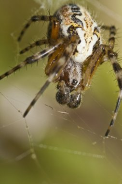 örümcek araneus yazın