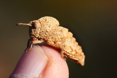üstünde parmak çekirge