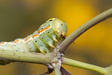 Green caterpillar clipart