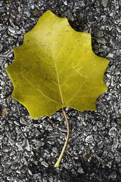 Abandoned leaf — Stock Photo, Image