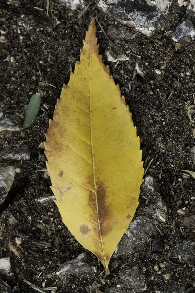 Abandoned leaf — Stock Photo, Image