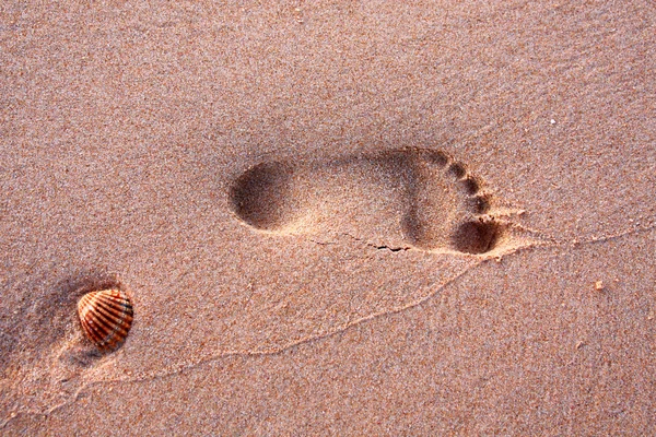 Footprint and shell — Stock Photo, Image