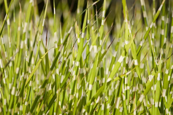 Крихітні трави — стокове фото