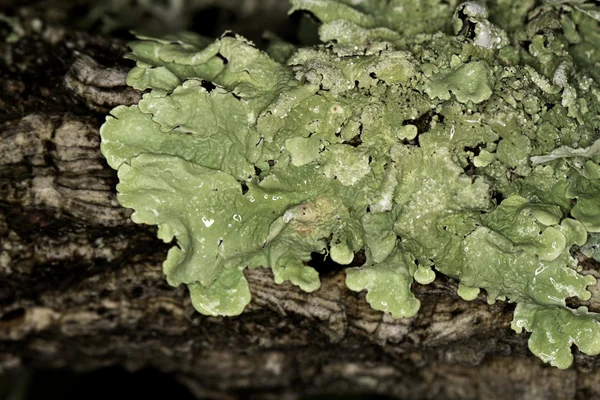 Dry lichen — Stock Photo, Image