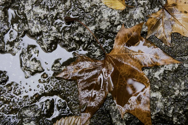 Вологі листя — стокове фото