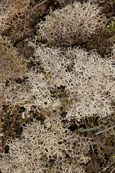 stock image Reindeer moss