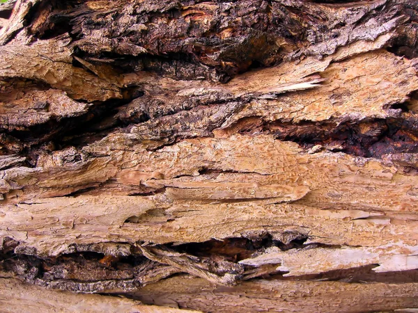 Árbol de madera — Foto de Stock