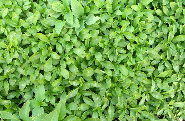 Hierba plantas verdes — Foto de Stock