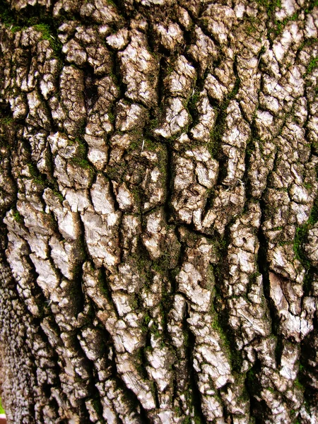 Δέντρο φλοιός υφή — Φωτογραφία Αρχείου