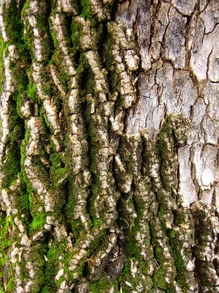 Trä träd konsistens — Stockfoto