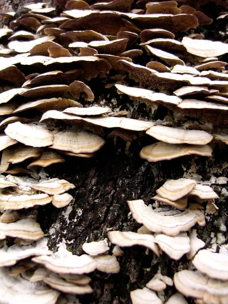 Деревний гриб — стокове фото