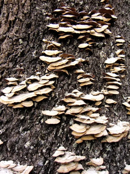 Funghi degli alberi — Foto Stock