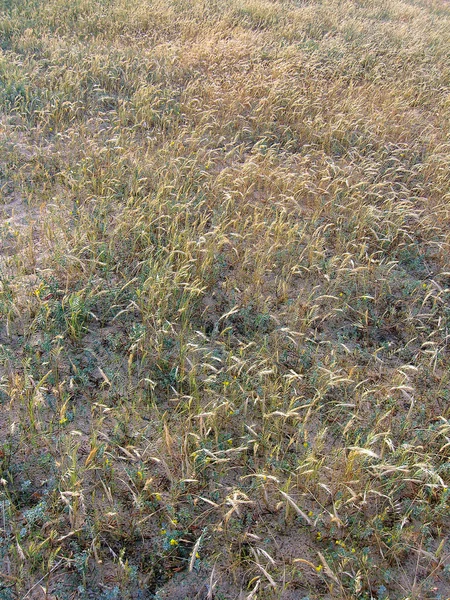 키 큰 황금 잔디 — 스톡 사진