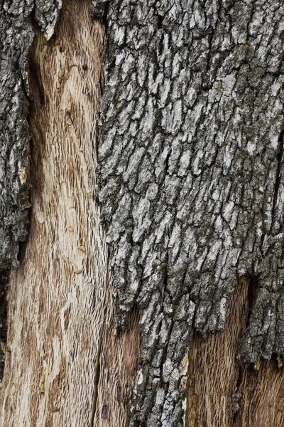 Quercus suber 나무 껍질 질감 — 스톡 사진