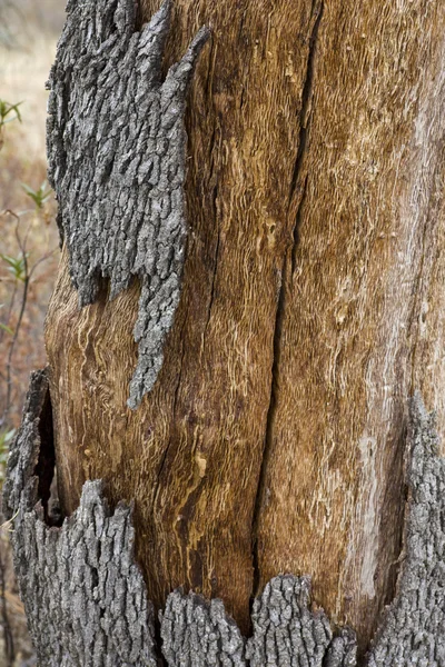 Textura de casca de Quercus suber — Fotografia de Stock
