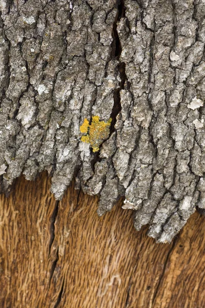Quercus suber textura de corteza — Foto de Stock