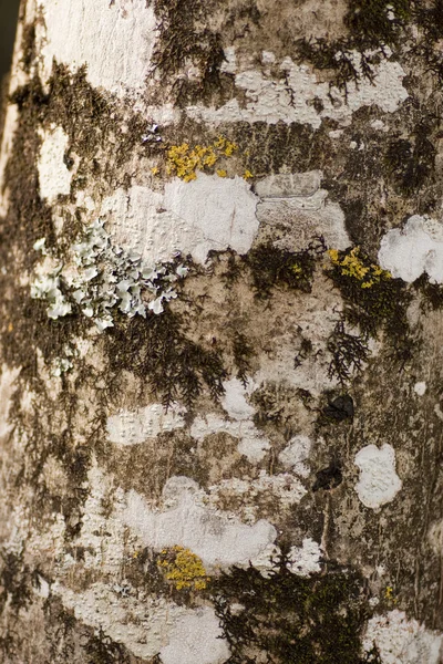 Сухой мох и лишайник — стоковое фото