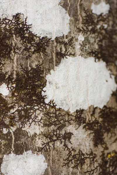 Mousse sèche et lichen — Photo