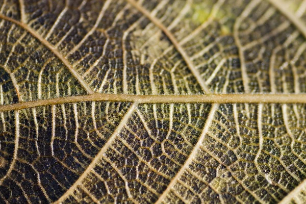 Venas de hojas — Foto de Stock