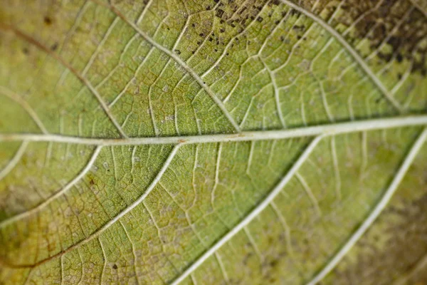 Leaf veigns — Stock Photo, Image