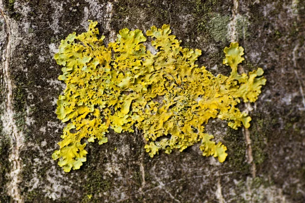 Musgo seco e líquen — Fotografia de Stock