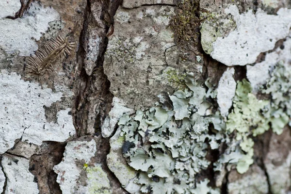 Muschio e licheni secchi — Foto Stock