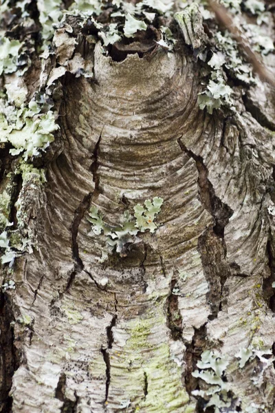 Сухий мох і лишайник — стокове фото