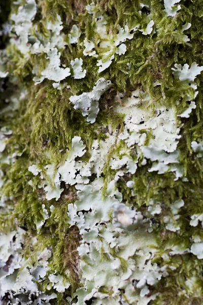Dry moss and lichen — Stock Photo, Image