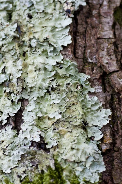 Mousse sèche et lichen — Photo
