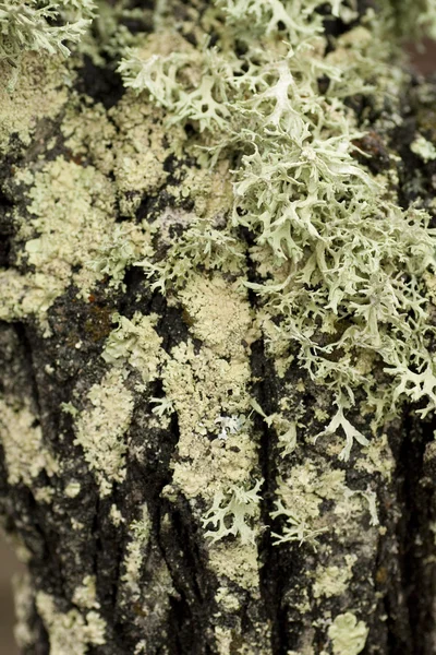 Lichen in the tree — Stock Photo, Image