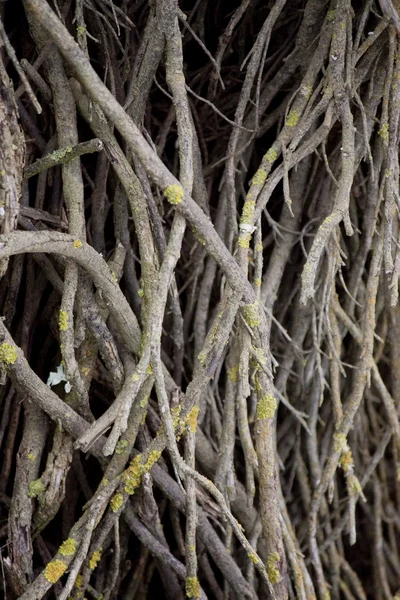 Pozemní bush větve — Stock fotografie