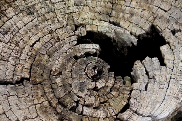Desenho circular em madeira — Fotografia de Stock