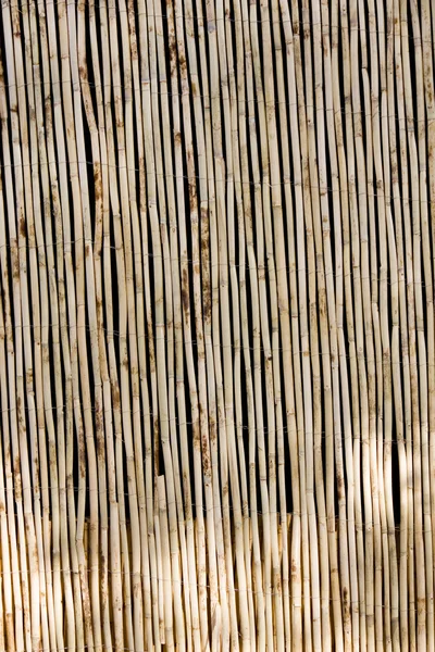 Bamboo wall — Stockfoto