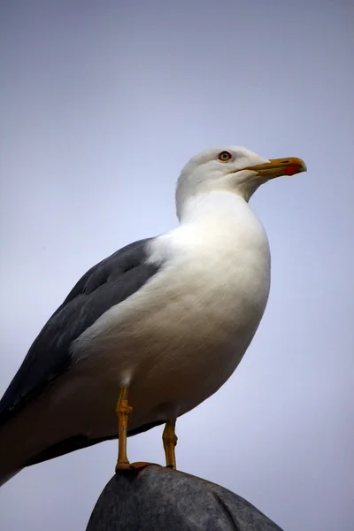 Yellow-Legged Seagull — Stock Photo, Image