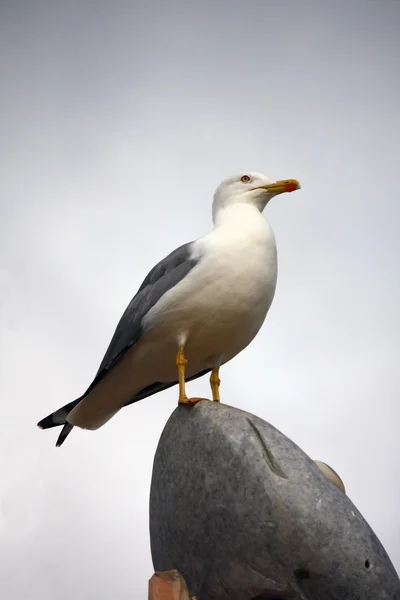 Желтоногая чайка — стоковое фото