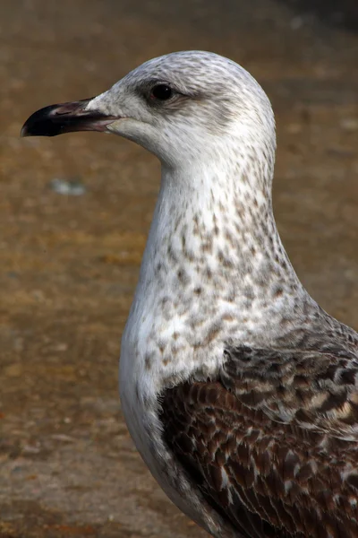 Perfil lateral de uma gaivota juvenil de pernas amarelas — Fotografia de Stock