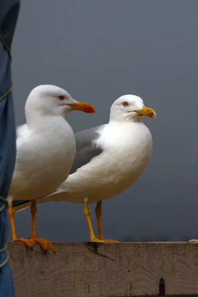 Две чайки — стоковое фото