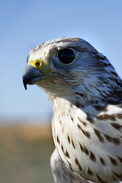 Falcons huvud — Stockfoto