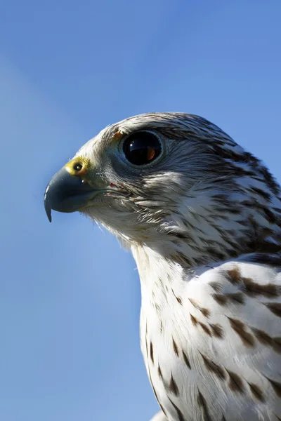 Occhio di falco — Foto Stock