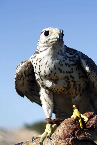 Falcon på tränare handske — Stockfoto