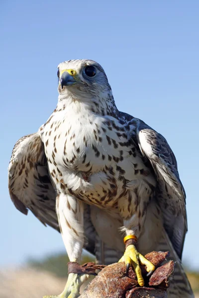 Falcon på tränare handske — Stockfoto