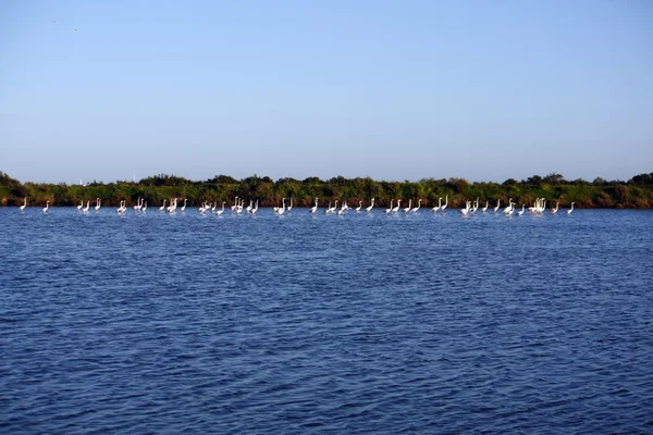 Muchos flamencos en el agua — Foto de Stock