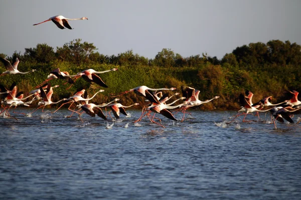 Many flamingos taking off on the water — Stock Photo, Image