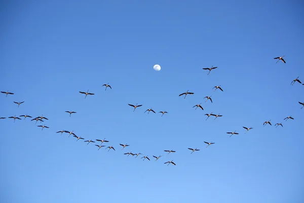 在天空上的许多火烈鸟 — 图库照片
