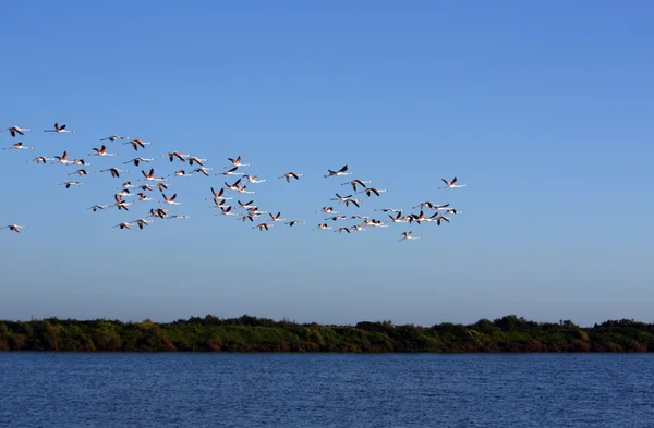 Many flamingos on the sky — Stock Photo, Image