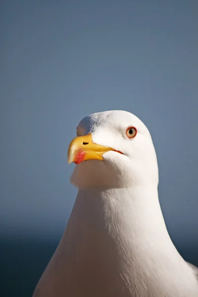 Seagull head — Stock Photo, Image